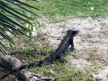 High angle view of lizard on field