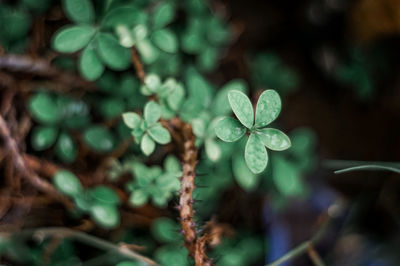 Close-up of purple flowering plant