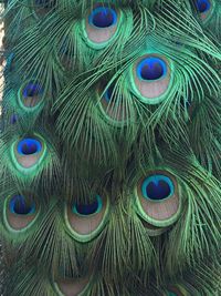 Full frame shot of colorful feathers