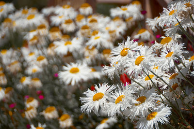 Close-up of white daisy flowers