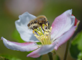 Close-up of bee on flower