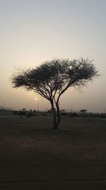 Tree by sea against sky during sunset