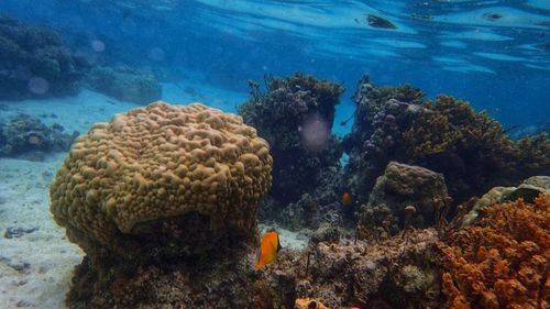 View of fish swimming in sea