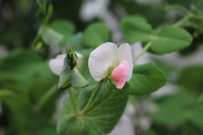 Close-up of flower blooming outdoors