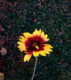 Close-up of yellow flower