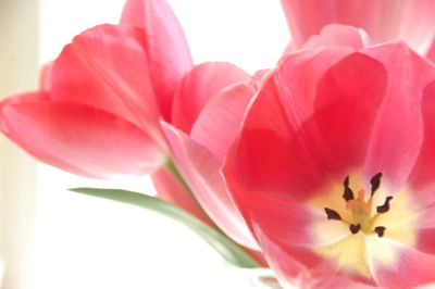 Close-up of pink flower