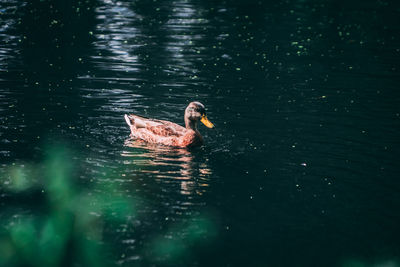 Duck swimming in lake