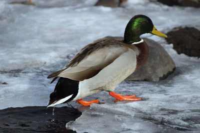 Bird on a lake