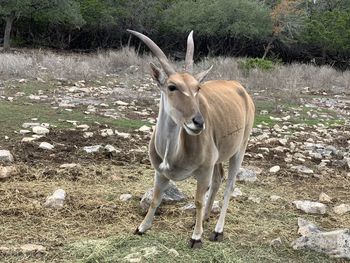 Deer standing on field