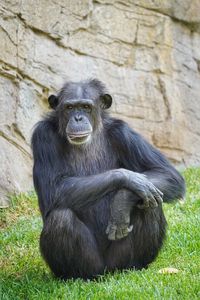 Close-up of monkey sitting on field