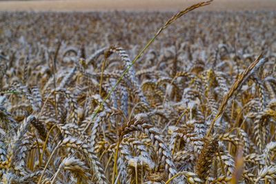 Close-up of wheat field