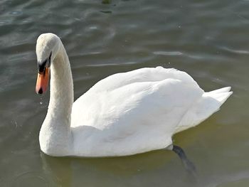 Swan floating on lake