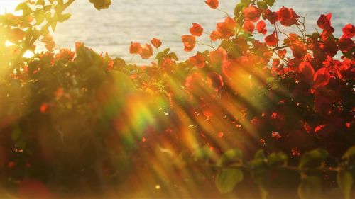 Close-up of red flowering plants during sunset