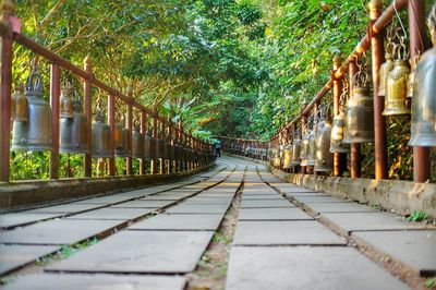 View of bamboo trees