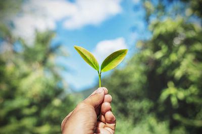 Close-up of hand holding leaves