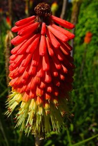 Close-up of red flower