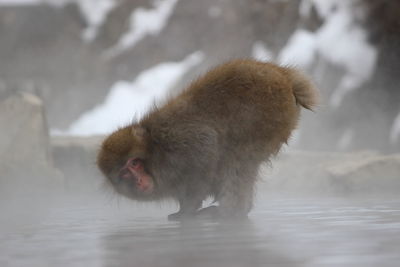 Monkey in a snow