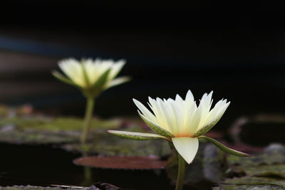 Close-up of water lily in lake