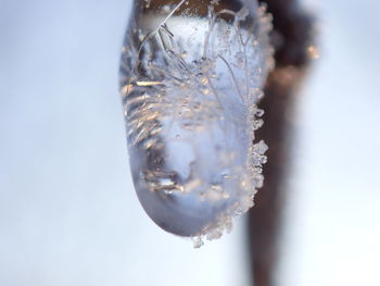 Close-up of frozen plant