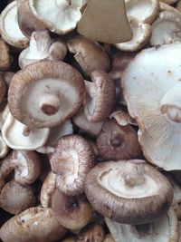 Full frame shot of edible mushrooms for sale at market