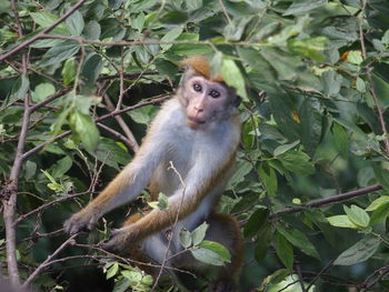 Portrait of monkey sitting on tree