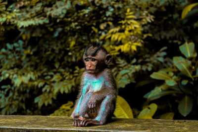 Baby monkey sitting on wood against trees