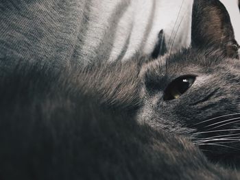 Close-up portrait of cat