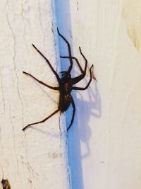 Close-up of spider on wall