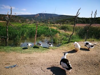 Ducks on field against sky