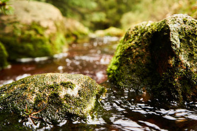 Close-up of moss growing on rock