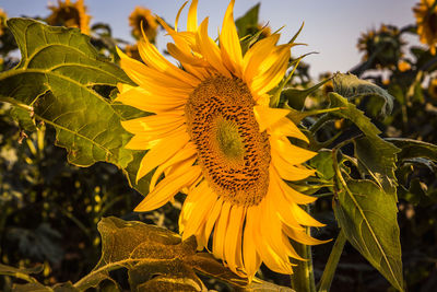 Close-up of sunflower on plant