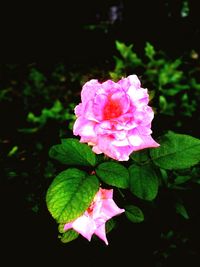 Close-up of pink flowers