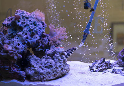 Feeding moray eels in the aquarium.