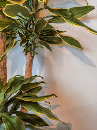 Close-up of potted plant against wall