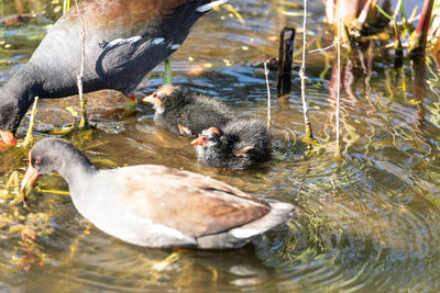 Duck swimming in lake