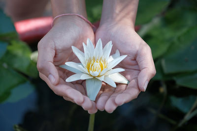 Cropped image of person with hands cupped holding lotus water lily at park