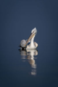 Close-up of pelican in lake