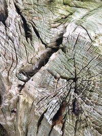 Full frame shot of tree trunk