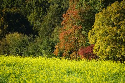 Scenic view of grassy field