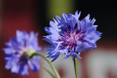 Close-up of purple flowering plants