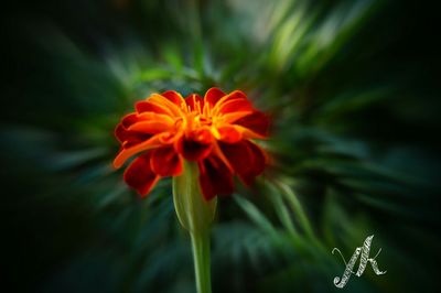 Close-up of orange flower