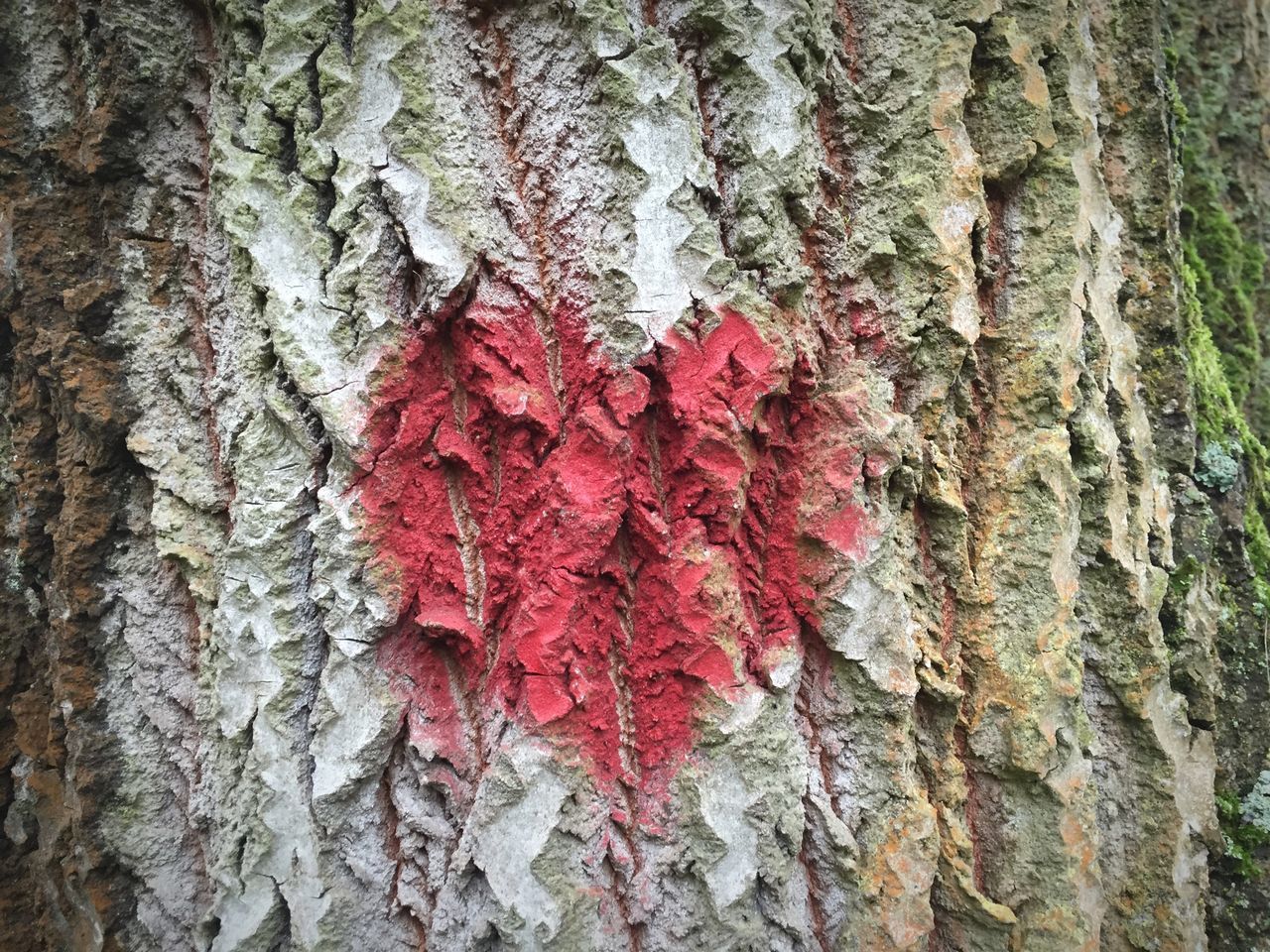 tree trunk, tree, textured, red, bark, rough, growth, close-up, nature, moss, full frame, plant bark, day, forest, beauty in nature, outdoors, natural pattern, wood - material, backgrounds, no people