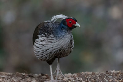 Close-up of bird perching on a land