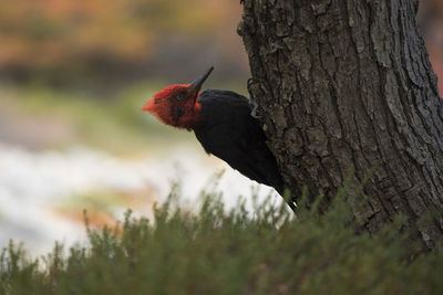 Magellanic woodpecker perching on a tree