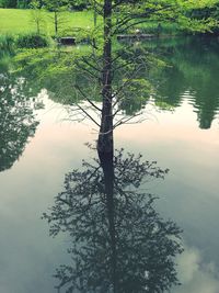 Tree by lake in forest against sky