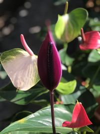 Close-up of pink flowers blooming outdoors