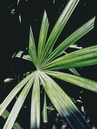 Close-up of green plant at night