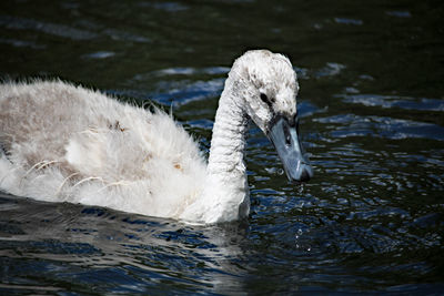 Swan floating in a lake