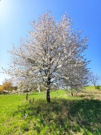 Cherry blossom tree in field