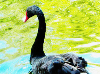 Black swan in lake